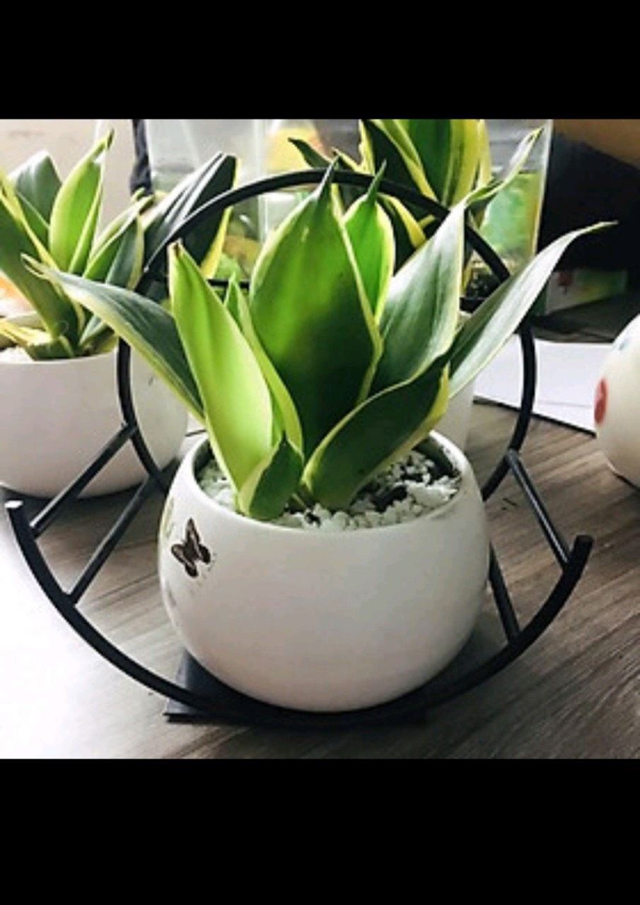 Giỏ Hoa Dán Tường - Bán từ 2 cái 